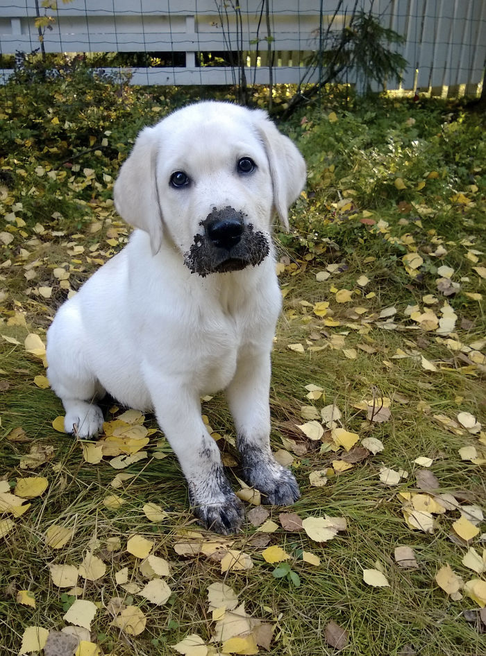 Cachorros que nunca poderiam ir ter ido para lama