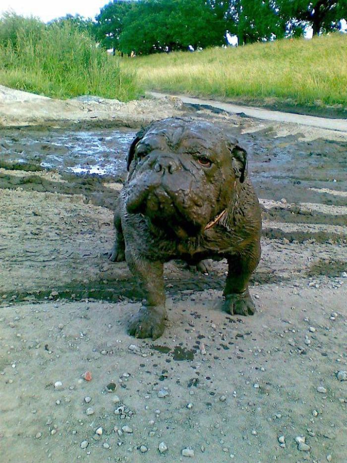 Cachorros que nunca poderiam ir ter ido para lama