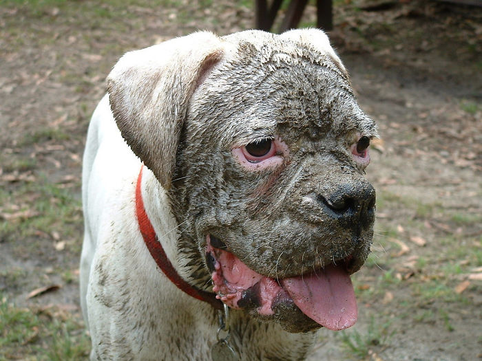 Cachorros que nunca poderiam ir ter ido para lama