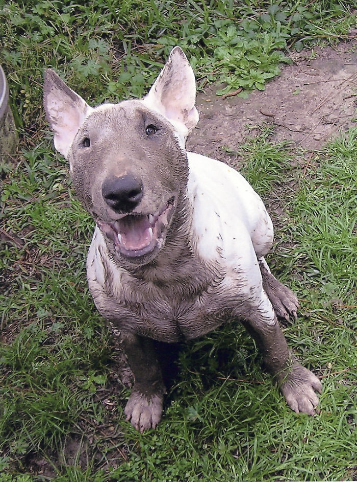 Cachorros que nunca poderiam ir ter ido para lama