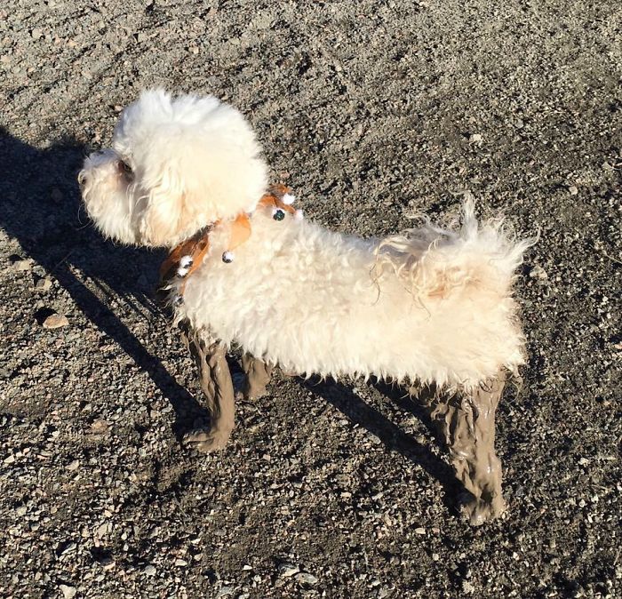 Cachorros que nunca poderiam ir ter ido para lama