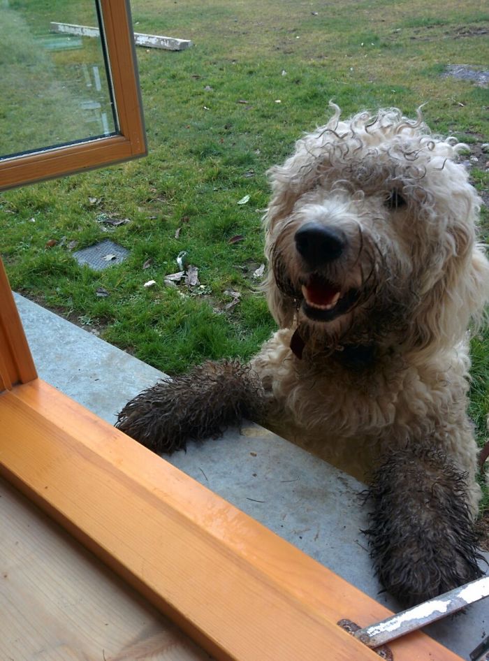 Cachorros que nunca poderiam ir ter ido para lama