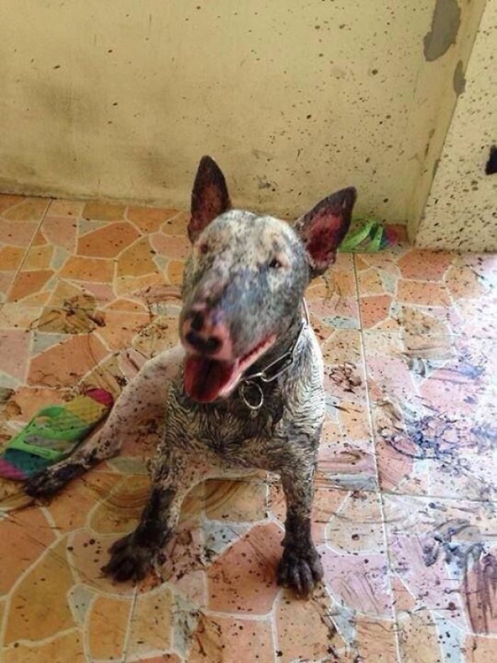 Cachorros que nunca poderiam ir ter ido para lama