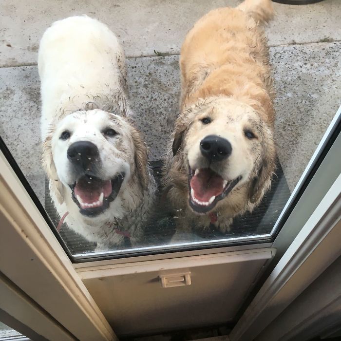 Cachorros que nunca poderiam ir ter ido para lama