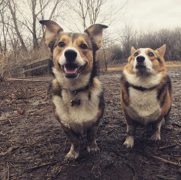 Cachorros que nunca poderiam ir ter ido para lama