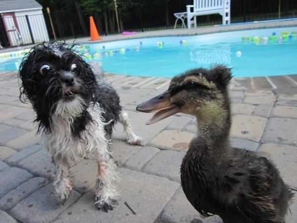 Cachorros com fobias estranhas