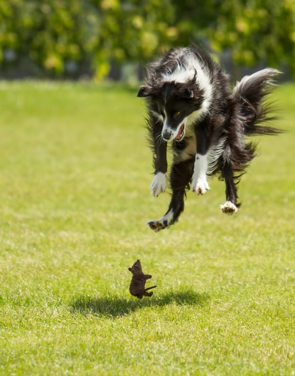 Cachorros com fobias estranhas