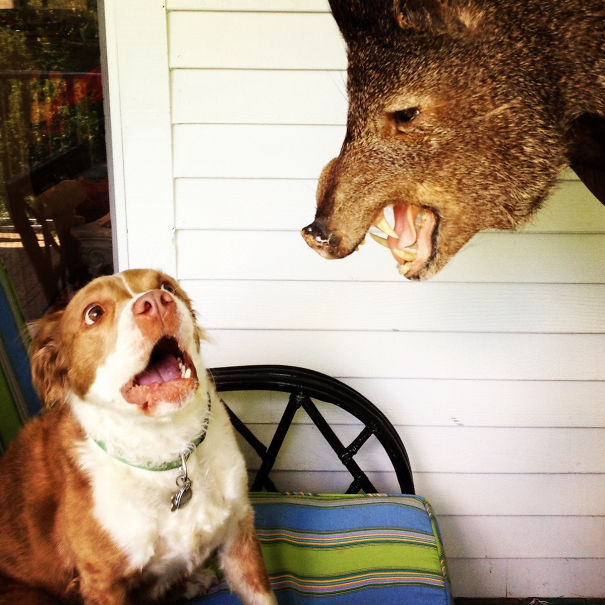 Cachorros com fobias estranhas