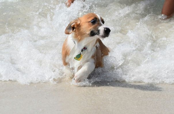 Cachorros com fobias estranhas