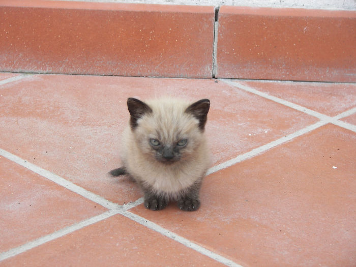 Gatinhos que parecem pequenos demônios