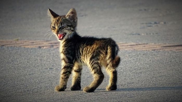 Gatinhos que parecem pequenos demônios