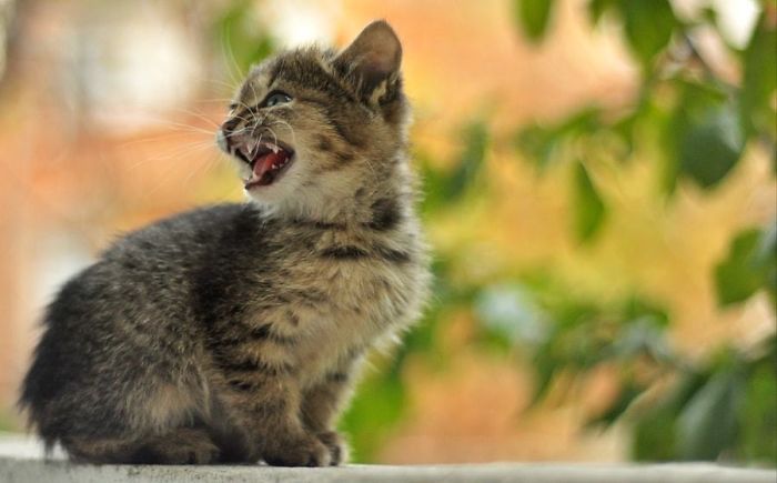 Gatinhos que parecem pequenos demônios