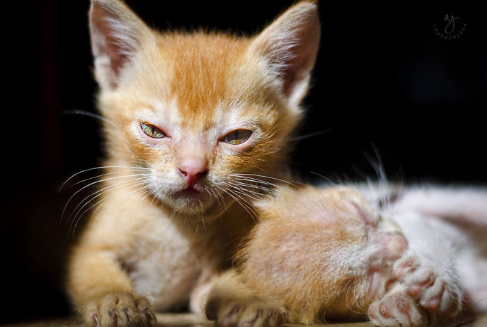 Gatinhos que parecem pequenos demônios