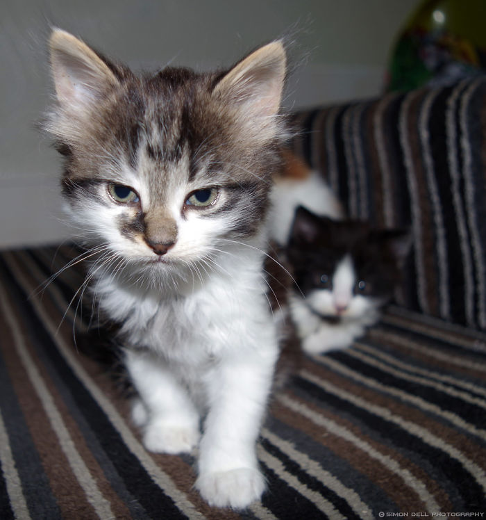 Gatinhos que parecem pequenos demônios