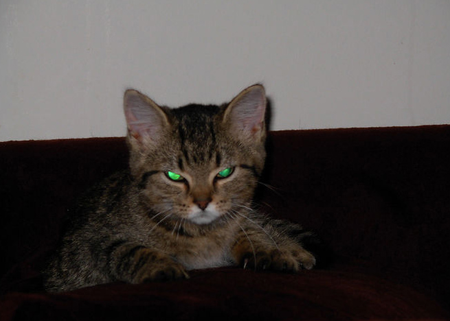 Gatos costumam ficar bravos quando são expostos a novos ambientes, quando precisam de um banho ou no momento em que pessoas estranhas visitam suas casas.