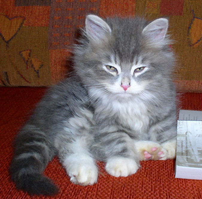 Gatos costumam ficar bravos quando são expostos a novos ambientes, quando precisam de um banho ou no momento em que pessoas estranhas visitam suas casas.