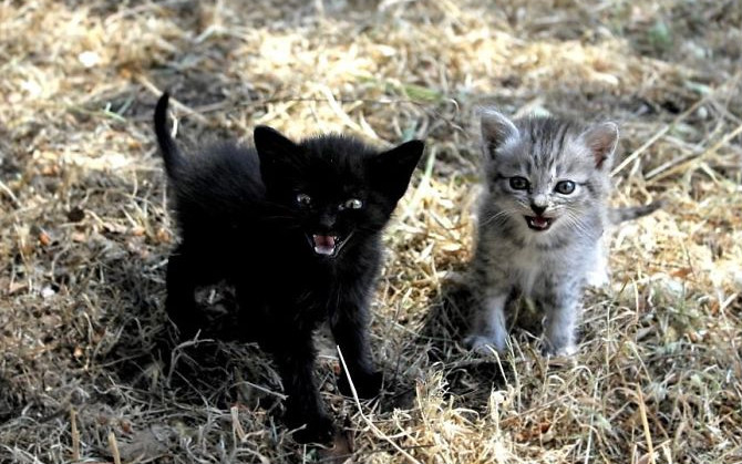 Gatos costumam ficar bravos quando são expostos a novos ambientes, quando precisam de um banho ou no momento em que pessoas estranhas visitam suas casas.