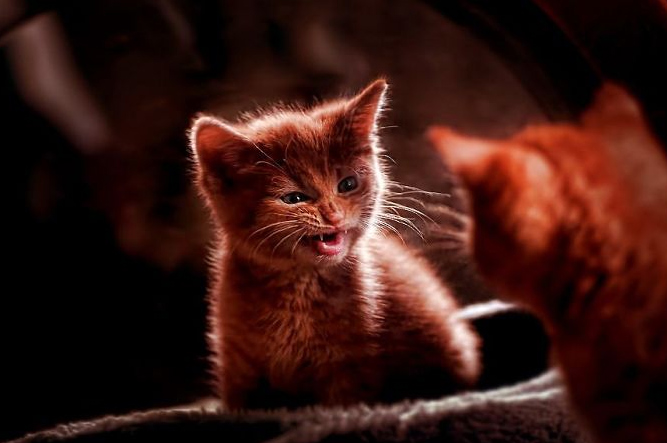 Gatos costumam ficar bravos quando são expostos a novos ambientes, quando precisam de um banho ou no momento em que pessoas estranhas visitam suas casas.