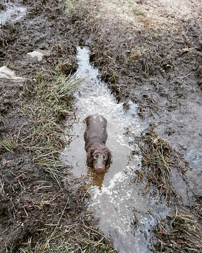 Cachorros que nunca poderiam ir ter ido para lama