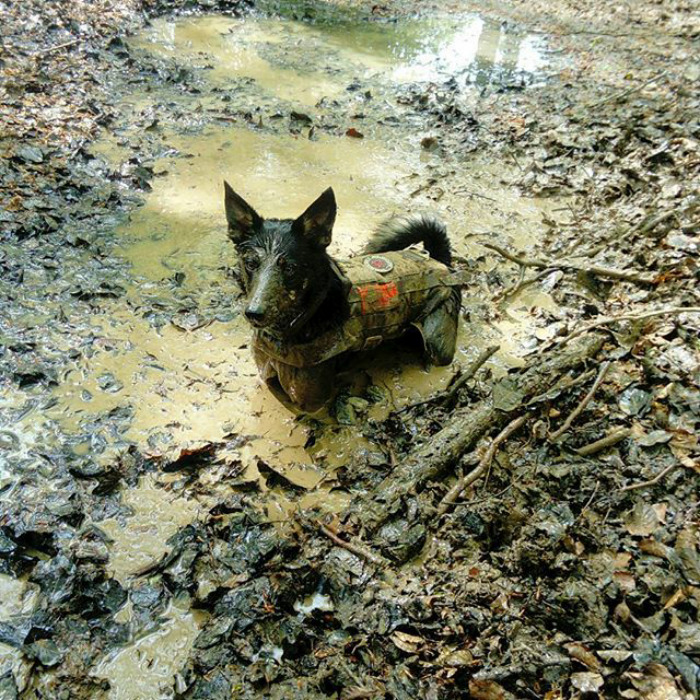 Cachorros que nunca poderiam ir ter ido para lama