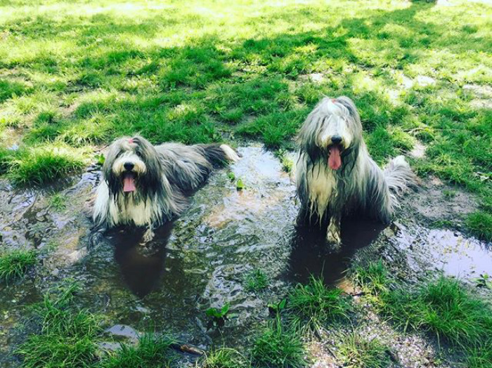 Cachorros que nunca poderiam ir ter ido para lama