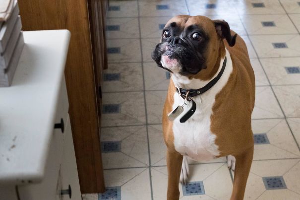 Cachorros com fobias estranhas