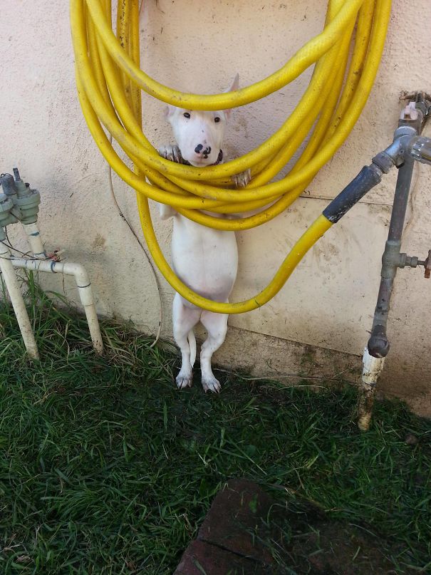 Cachorros com fobias estranhas