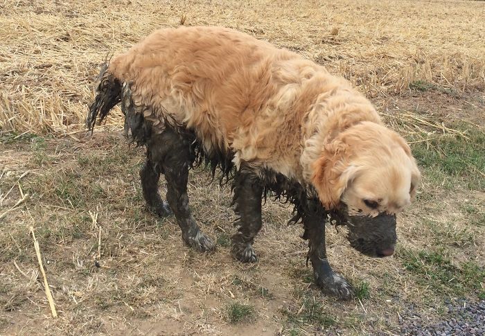 Cachorros que nunca poderiam ir ter ido para lama