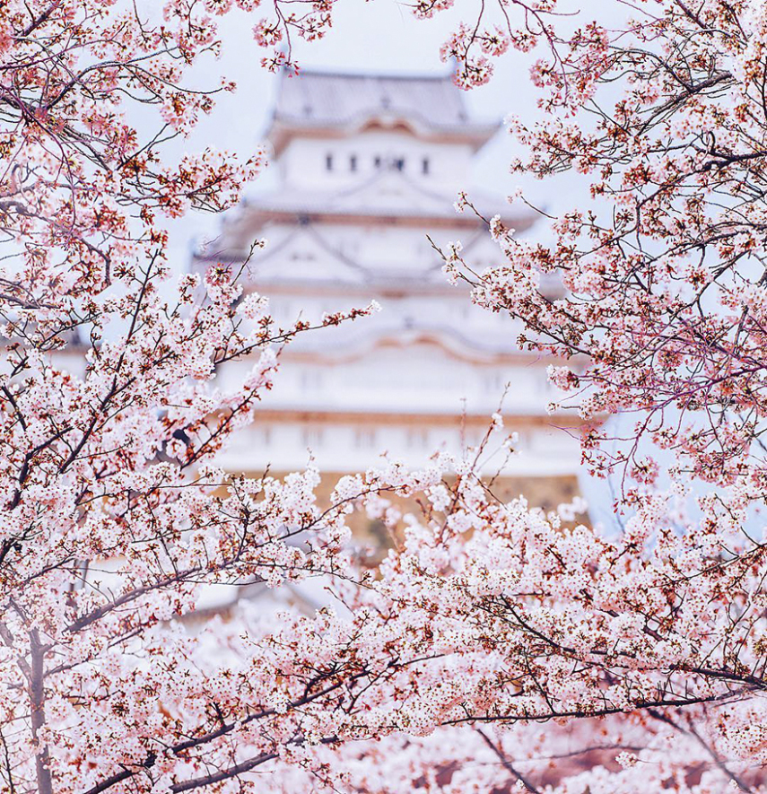 Fotógrafa russa revela esplendor do desabrochar da flor de cerejeira no Japão