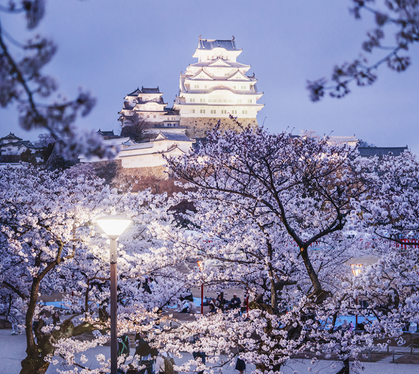 Fotógrafa russa revela esplendor do desabrochar da flor de cerejeira no Japão