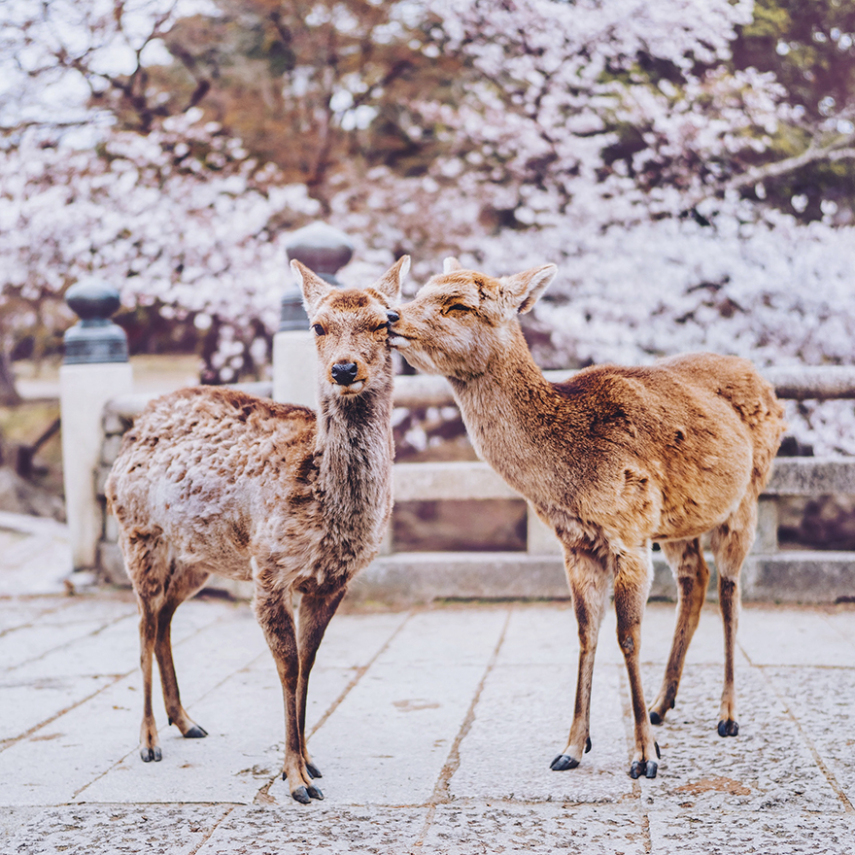 Fotógrafa russa revela esplendor do desabrochar da flor de cerejeira no Japão