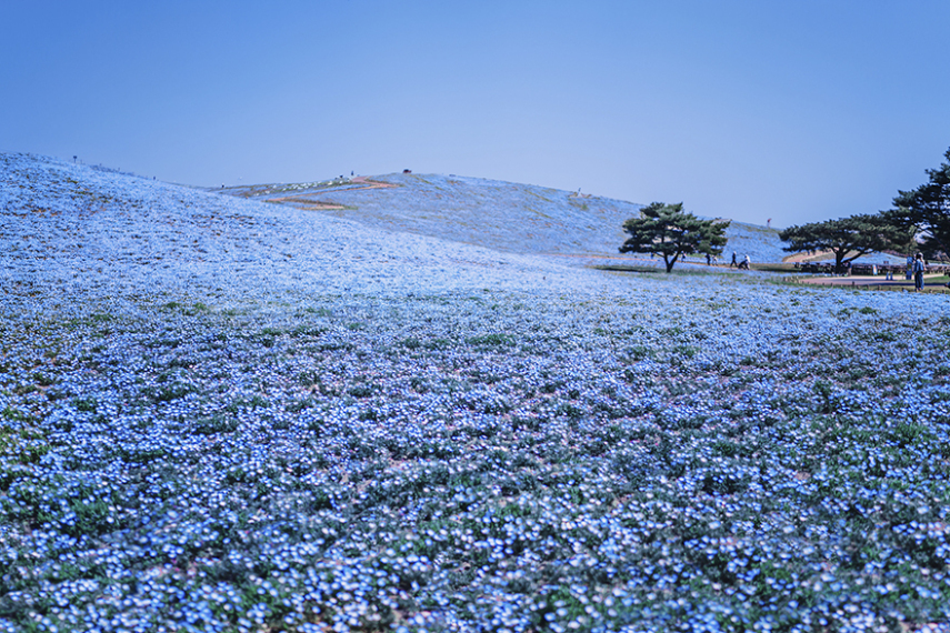 Fotógrafa russa revela esplendor do desabrochar da flor de cerejeira no Japão