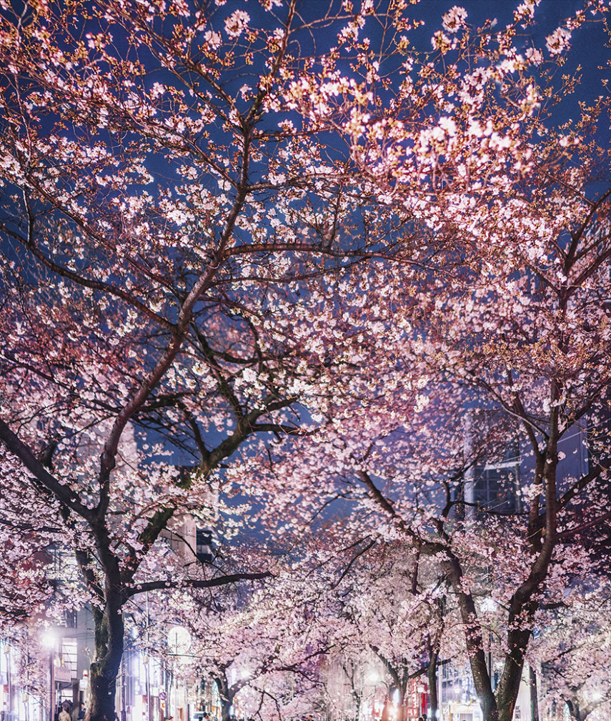 Fotógrafa russa revela esplendor do desabrochar da flor de cerejeira no Japão