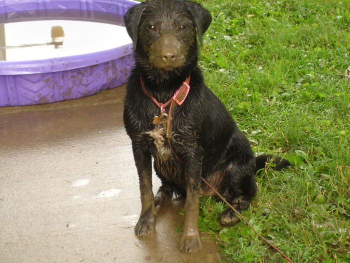 Cachorros que nunca poderiam ir ter ido para lama
