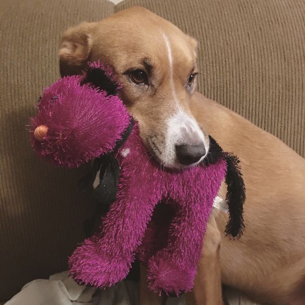 Cachorros com fobias estranhas