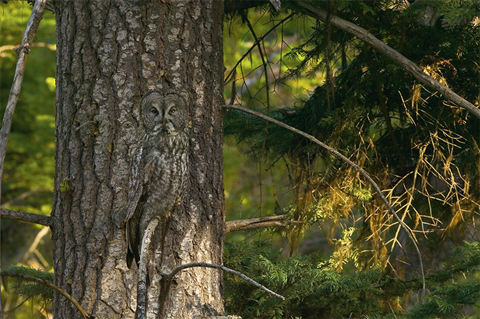 Bichos camuflados vão fazer você olhar duas vezes para achá-los