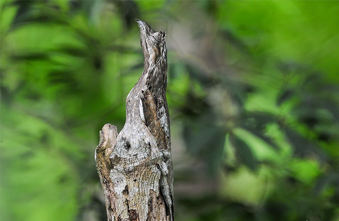 Bichos camuflados vão fazer você olhar duas vezes para achá-los