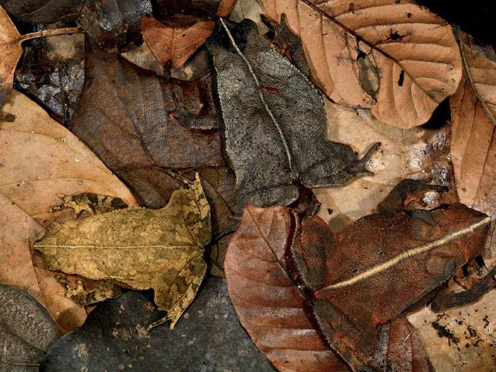 Bichos camuflados vão fazer você olhar duas vezes para achá-los