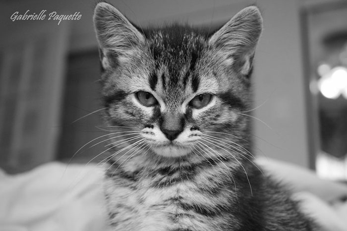 Gatinhos que parecem pequenos demônios