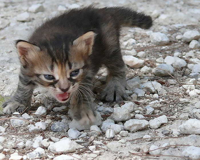 Gatinhos que parecem pequenos demônios