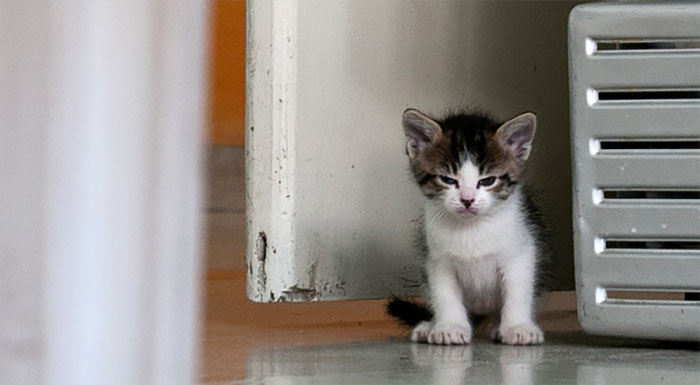 Gatinhos que parecem pequenos demônios