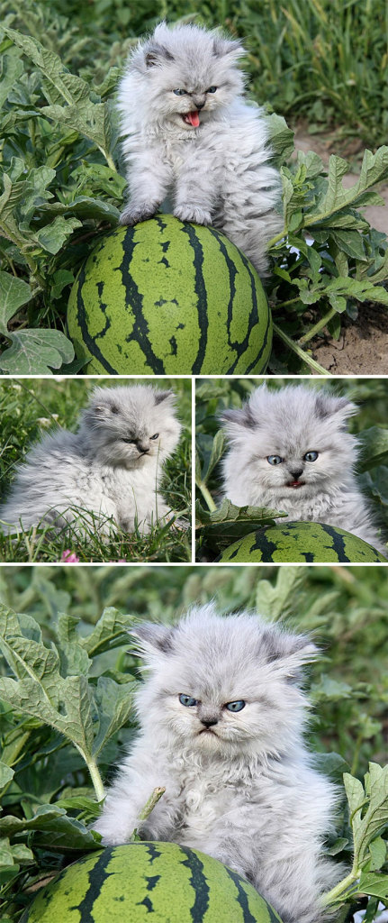 Gatinhos que parecem pequenos demônios