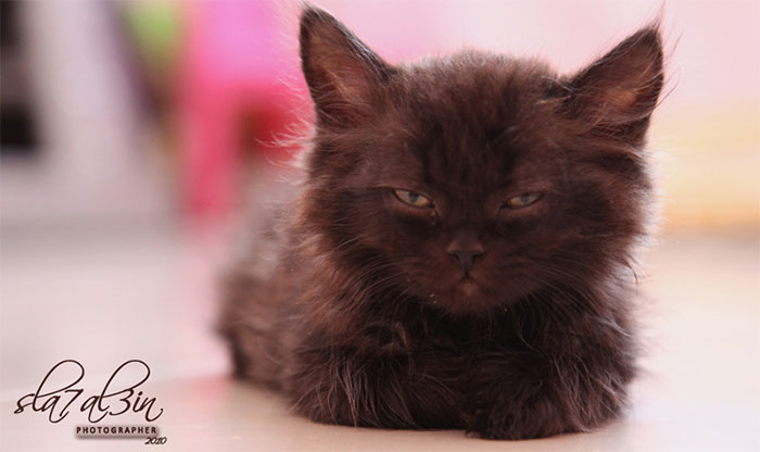 Gatinhos que parecem pequenos demônios