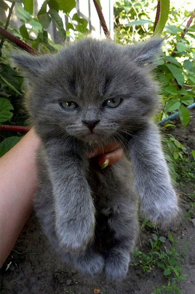 Gatinhos que parecem pequenos demônios