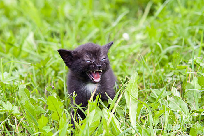 Gatinhos que parecem pequenos demônios