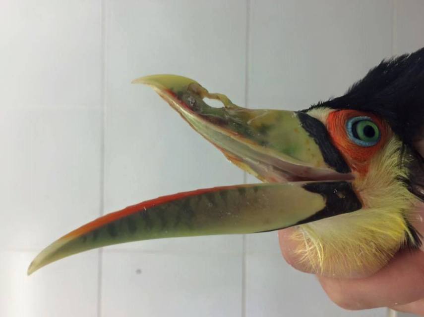 O tucano apresentava uma deformidade de bico, impedindo-o de se alimentar corretamente. Bicolino viveu bem com a prótese, mas acabou morrendo por causas desconhecidas.