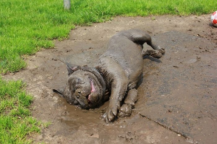 Cachorros que nunca poderiam ir ter ido para lama