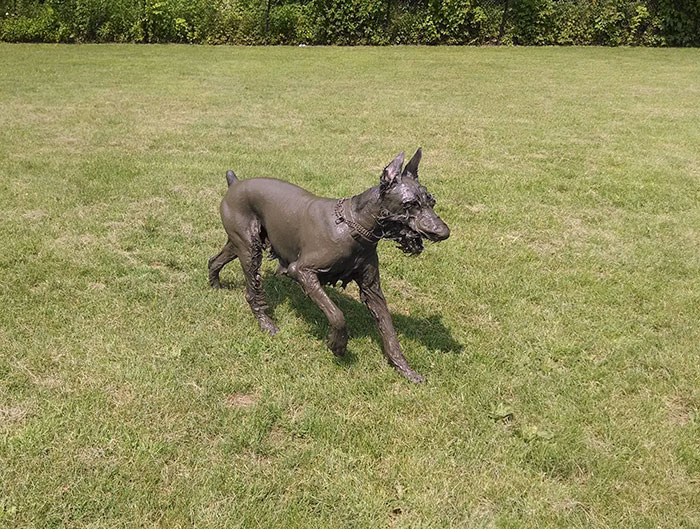 Cachorros que nunca poderiam ir ter ido para lama