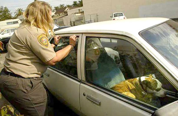 Homem deixa ovo dentro de carro para fazer alerta para pessoas que deixam cachorros presos lá dentro