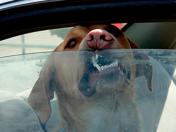 Homem deixa ovo dentro de carro para fazer alerta para pessoas que deixam cachorros presos lá dentro